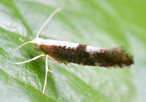 Argyresthia spinosella